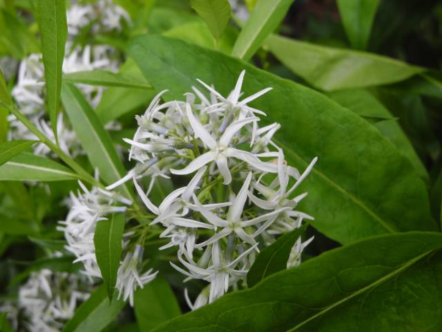 عکس آنسونیا Amsonia tabernaemontana 5